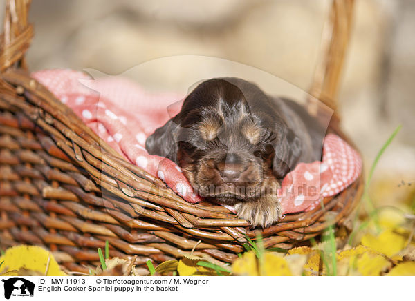 English Cocker Spaniel Welpe im Krbchen / English Cocker Spaniel puppy in the basket / MW-11913