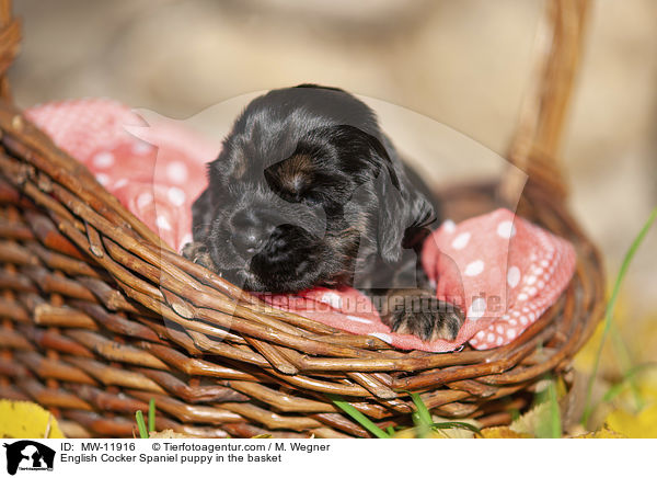 English Cocker Spaniel Welpe im Krbchen / English Cocker Spaniel puppy in the basket / MW-11916