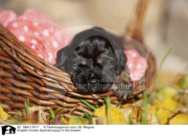 English Cocker Spaniel Welpe im Krbchen / English Cocker Spaniel puppy in the basket / MW-11917