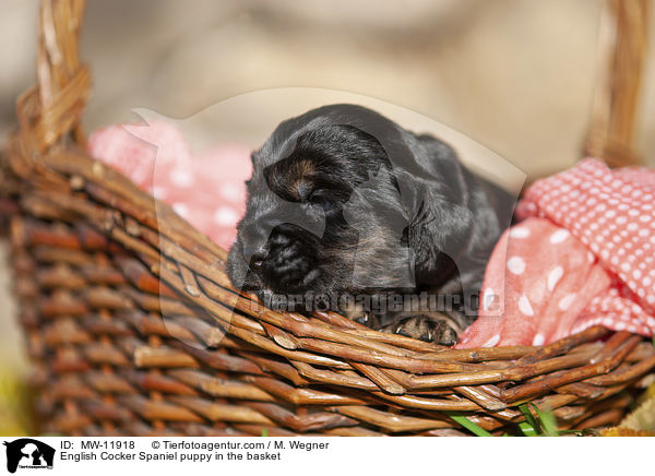 English Cocker Spaniel Welpe im Krbchen / English Cocker Spaniel puppy in the basket / MW-11918