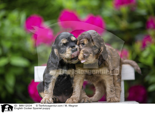 English Cocker Spaniel Welpe / English Cocker Spaniel puppy / MW-12034