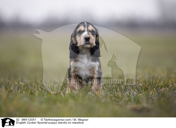 English Cocker Spaniel puppy stands on meadow / MW-12051