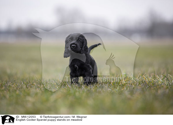 English Cocker Spaniel puppy stands on meadow / MW-12053