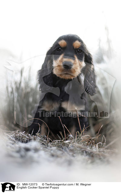 English Cocker Spaniel Welpe / English Cocker Spaniel Puppy / MW-12073