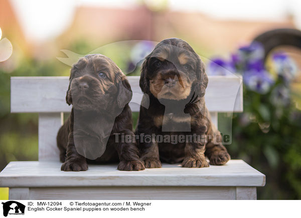 English Cocker Spaniel Welpen auf Holzbank / English Cocker Spaniel puppies on wooden bench / MW-12094