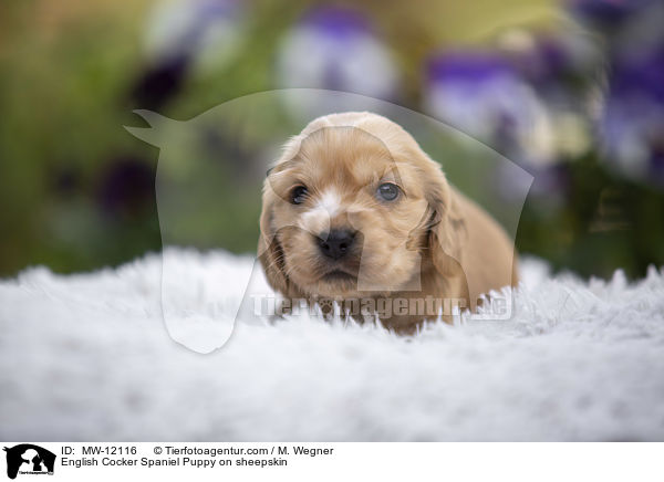 English Cocker Spaniel Welpe auf Schafsfell / English Cocker Spaniel Puppy on sheepskin / MW-12116