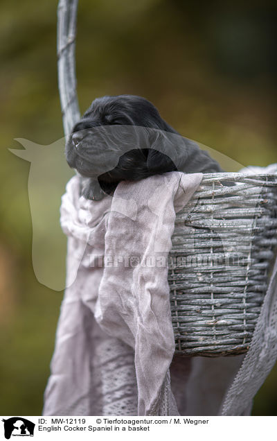 English Cocker Spaniel Welpe im Krbchen / English Cocker Spaniel in a basket / MW-12119