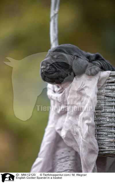 English Cocker Spaniel Welpe im Krbchen / English Cocker Spaniel in a basket / MW-12120