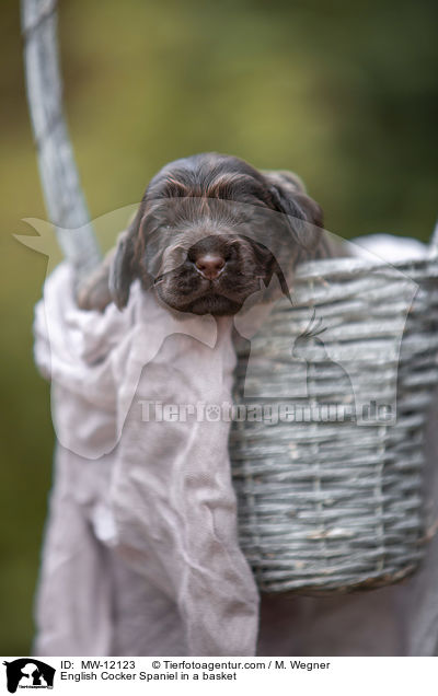 English Cocker Spaniel Welpe im Krbchen / English Cocker Spaniel in a basket / MW-12123