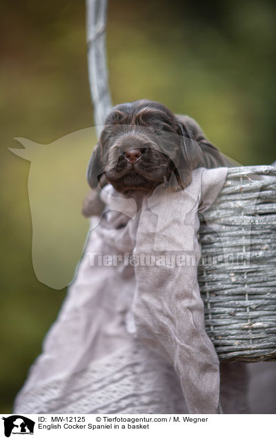 English Cocker Spaniel Welpe im Krbchen / English Cocker Spaniel in a basket / MW-12125