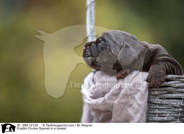 English Cocker Spaniel Welpe im Krbchen / English Cocker Spaniel in a basket / MW-12126