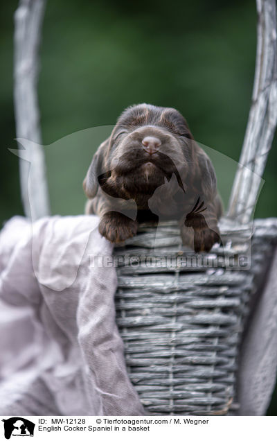 English Cocker Spaniel Welpe im Krbchen / English Cocker Spaniel in a basket / MW-12128