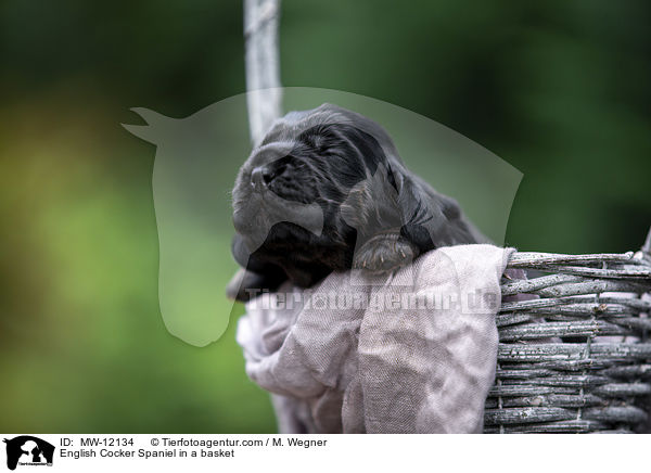 English Cocker Spaniel Welpe im Krbchen / English Cocker Spaniel in a basket / MW-12134