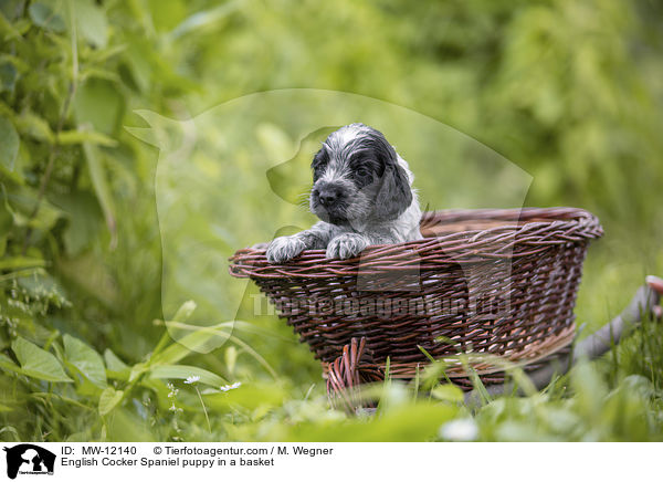 English Cocker Spaniel puppy in a basket / MW-12140