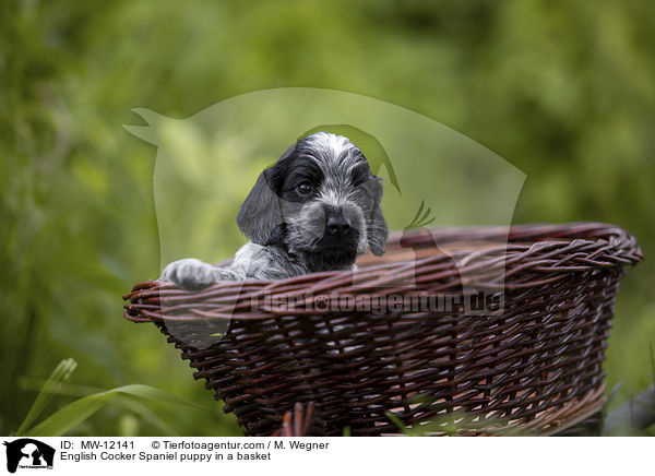 English Cocker Spaniel puppy in a basket / MW-12141