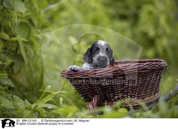 English Cocker Spaniel puppy in a basket / MW-12142