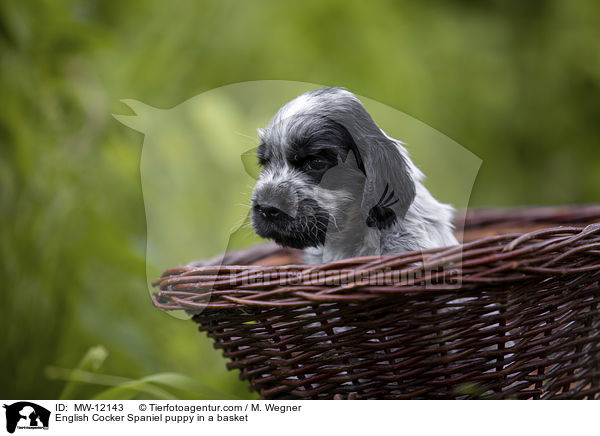 English Cocker Spaniel puppy in a basket / MW-12143
