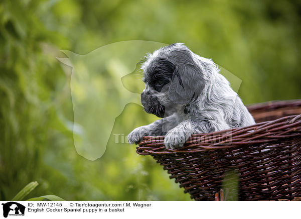 English Cocker Spaniel puppy in a basket / MW-12145