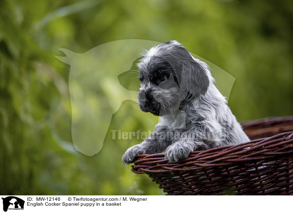 English Cocker Spaniel puppy in a basket / MW-12146
