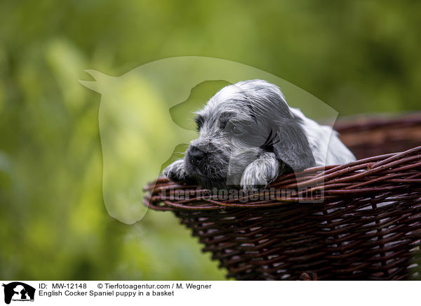 English Cocker Spaniel puppy in a basket / MW-12148