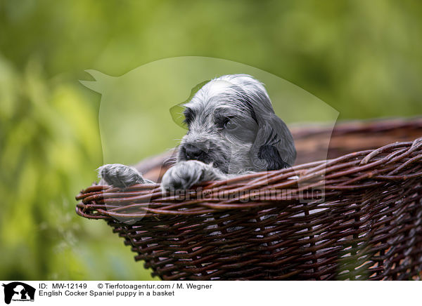 English Cocker Spaniel puppy in a basket / MW-12149