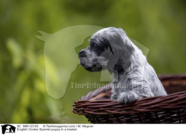 English Cocker Spaniel puppy in a basket / MW-12150