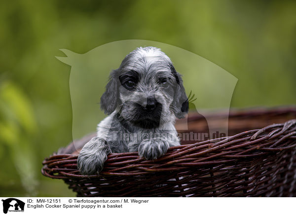 English Cocker Spaniel puppy in a basket / MW-12151