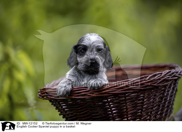 English Cocker Spaniel puppy in a basket / MW-12152