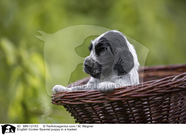 English Cocker Spaniel puppy in a basket / MW-12153