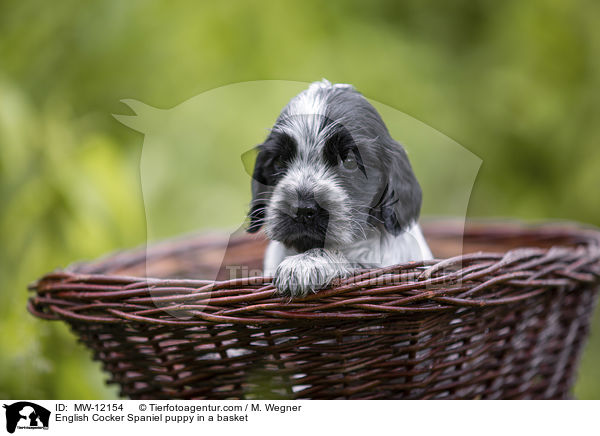English Cocker Spaniel puppy in a basket / MW-12154