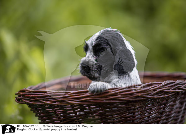 English Cocker Spaniel puppy in a basket / MW-12155