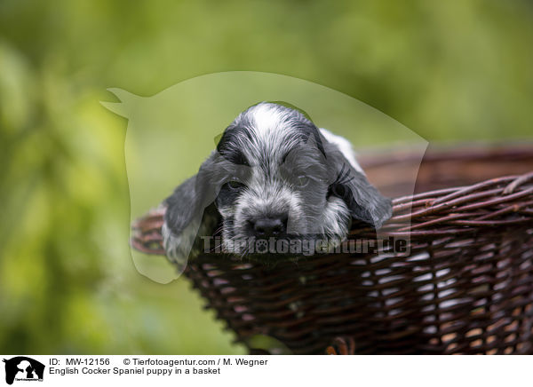 English Cocker Spaniel puppy in a basket / MW-12156