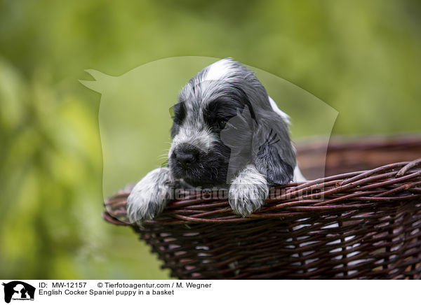 English Cocker Spaniel puppy in a basket / MW-12157