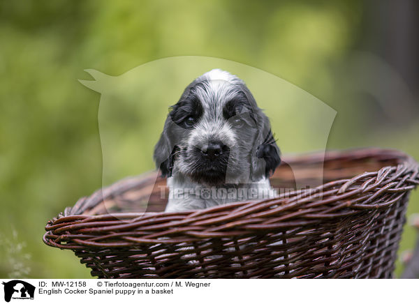 English Cocker Spaniel puppy in a basket / MW-12158