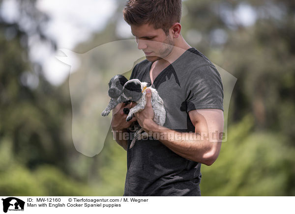 Man with English Cocker Spaniel puppies / MW-12160