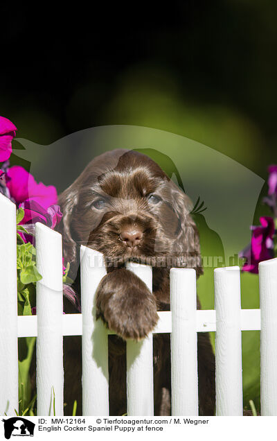 English Cocker Spaniel Puppy at fence / MW-12164