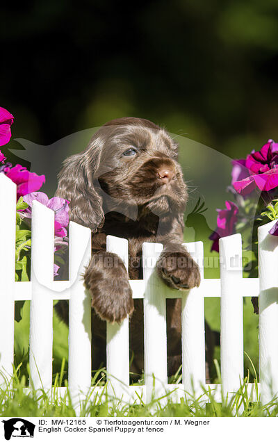 English Cocker Spaniel Puppy at fence / MW-12165
