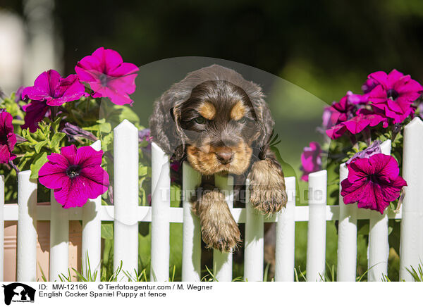 English Cocker Spaniel Puppy at fence / MW-12166