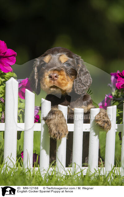 English Cocker Spaniel Puppy at fence / MW-12168
