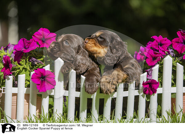 English Cocker Spaniel Puppy at fence / MW-12169