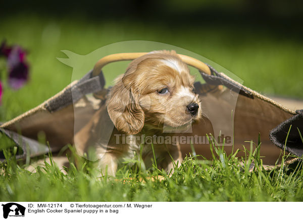 English Cocker Spaniel puppy in a bag / MW-12174