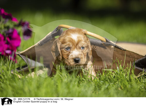 English Cocker Spaniel puppy in a bag / MW-12176