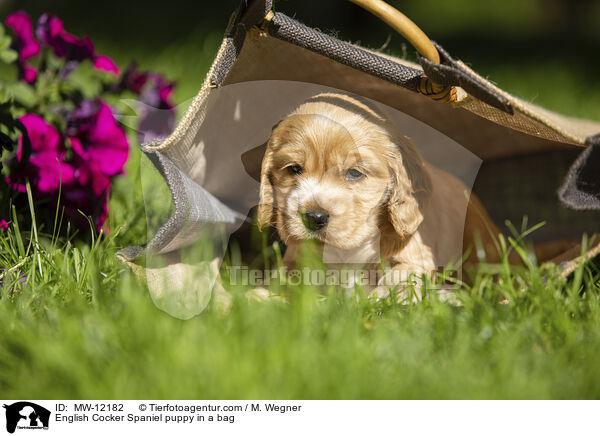 English Cocker Spaniel puppy in a bag / MW-12182
