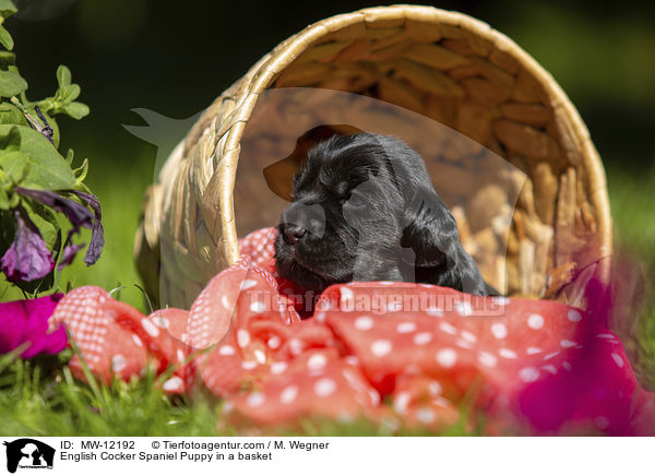 English Cocker Spaniel Puppy in a basket / MW-12192