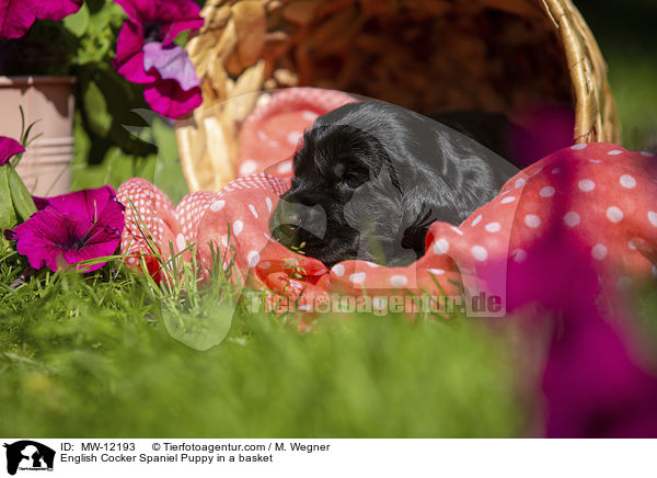 English Cocker Spaniel Puppy in a basket / MW-12193