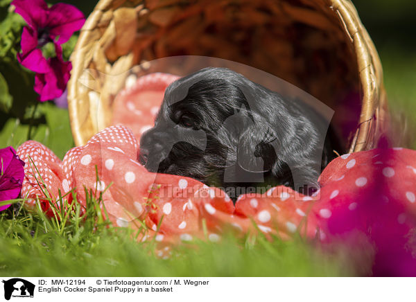 English Cocker Spaniel Puppy in a basket / MW-12194