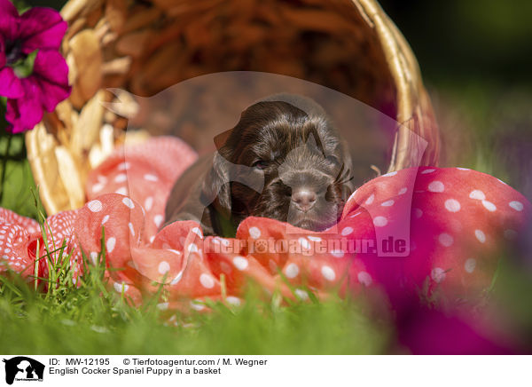 English Cocker Spaniel Puppy in a basket / MW-12195