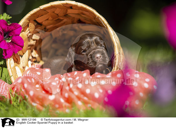 English Cocker Spaniel Puppy in a basket / MW-12196