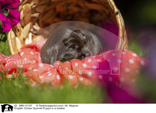 English Cocker Spaniel Puppy in a basket / MW-12197