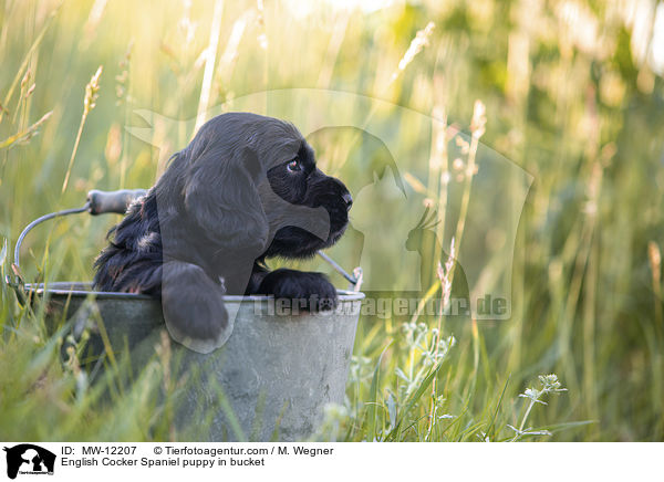English Cocker Spaniel puppy in bucket / MW-12207